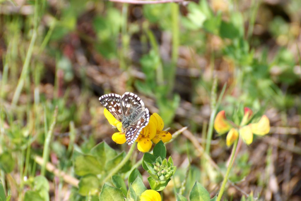 Pyrgus malvoides?